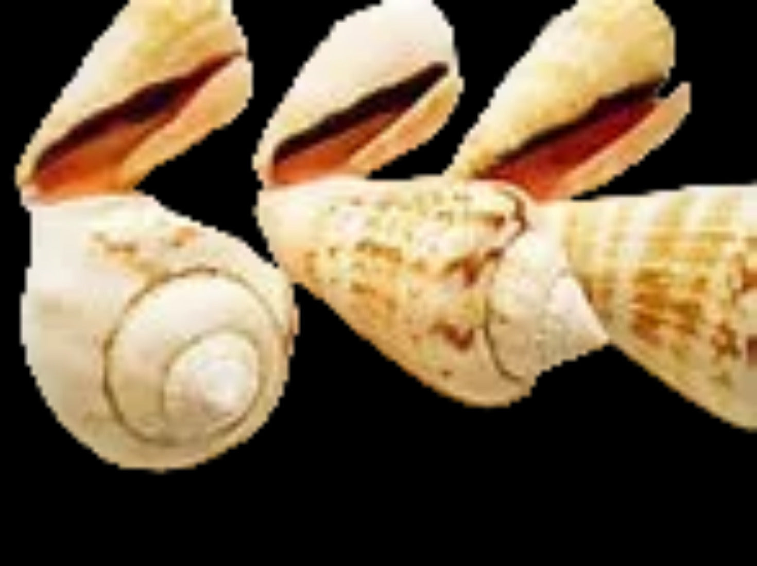 Strombus Strawberry 1 3/4 to 2 1/2" Shells Sold By 1/4 LBS ####