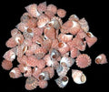 Strawberry Cumingi Shells- 1/2" or Less  Sold Each