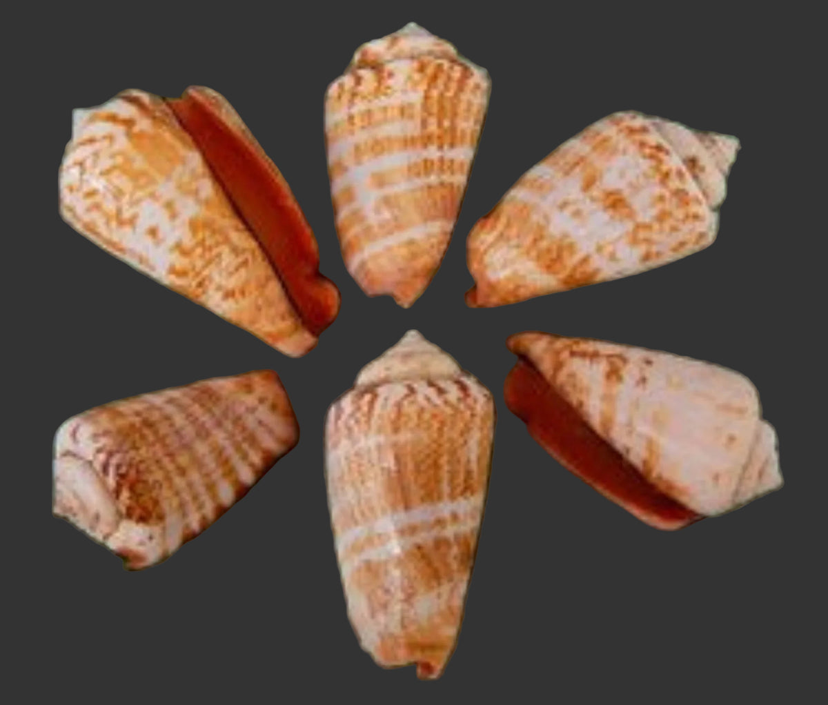 Four Strawberry Strombus Shells measuring 1 3/4 to 2 1/2"      101526