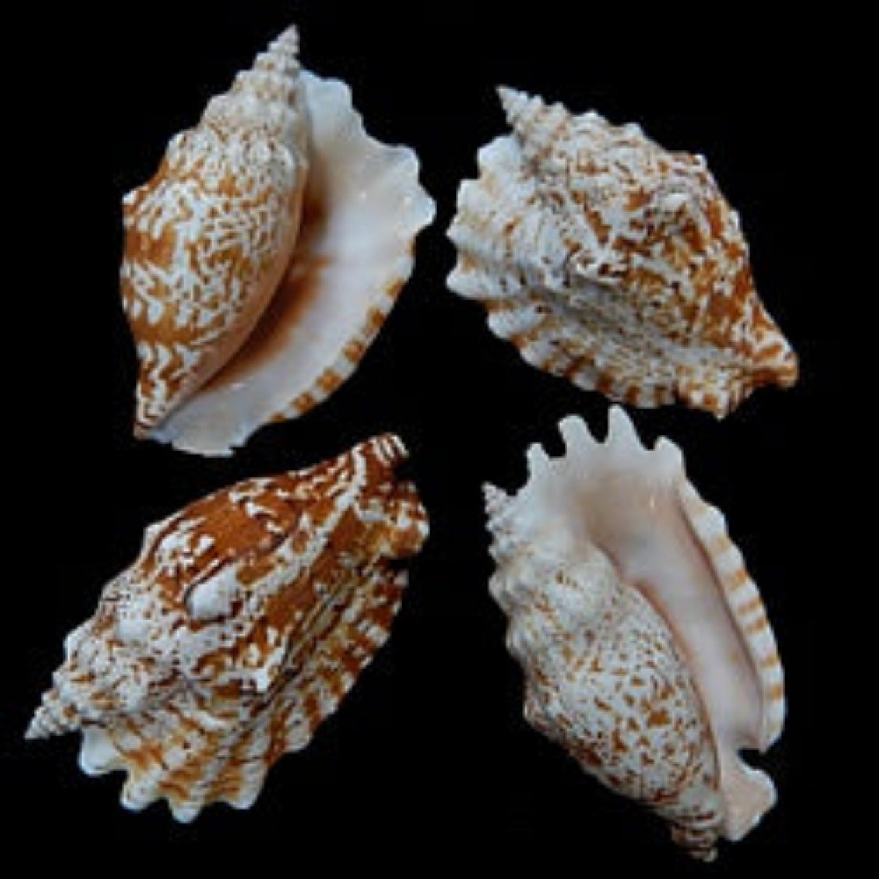 STROMBUS SHELL KNOWLEDGE BASE ####