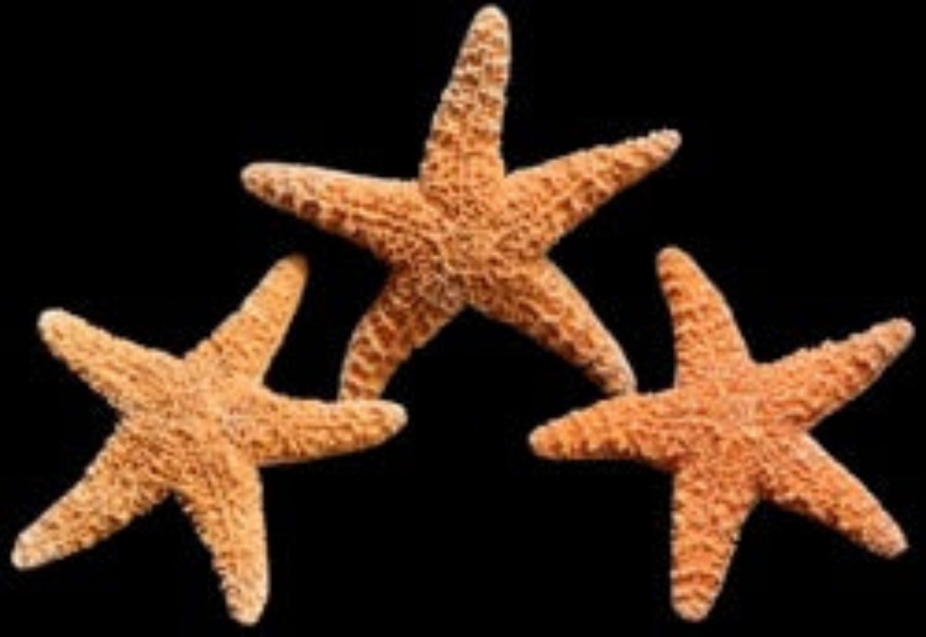 Sugar Starfish measuring 1 to 2" Sold Each    61526