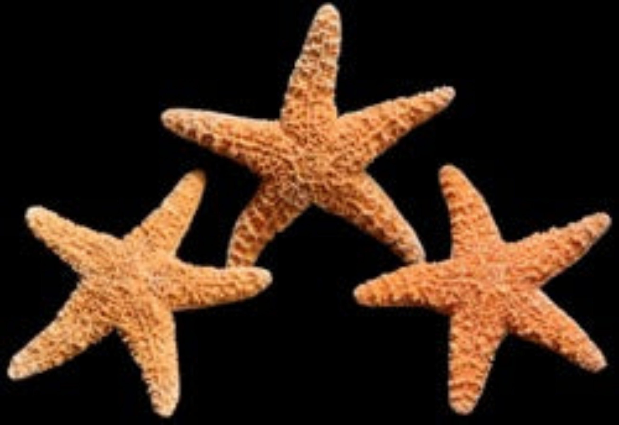 Sugar Starfish measuring 2 to 4" Sold Each   61526