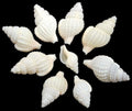 Marginella 1/2 to 1" Tan Shells Sold By The 1/4 LBS ####