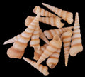 Turritella (Tan) 2" Shells Sold By The 1/4 LBS ####