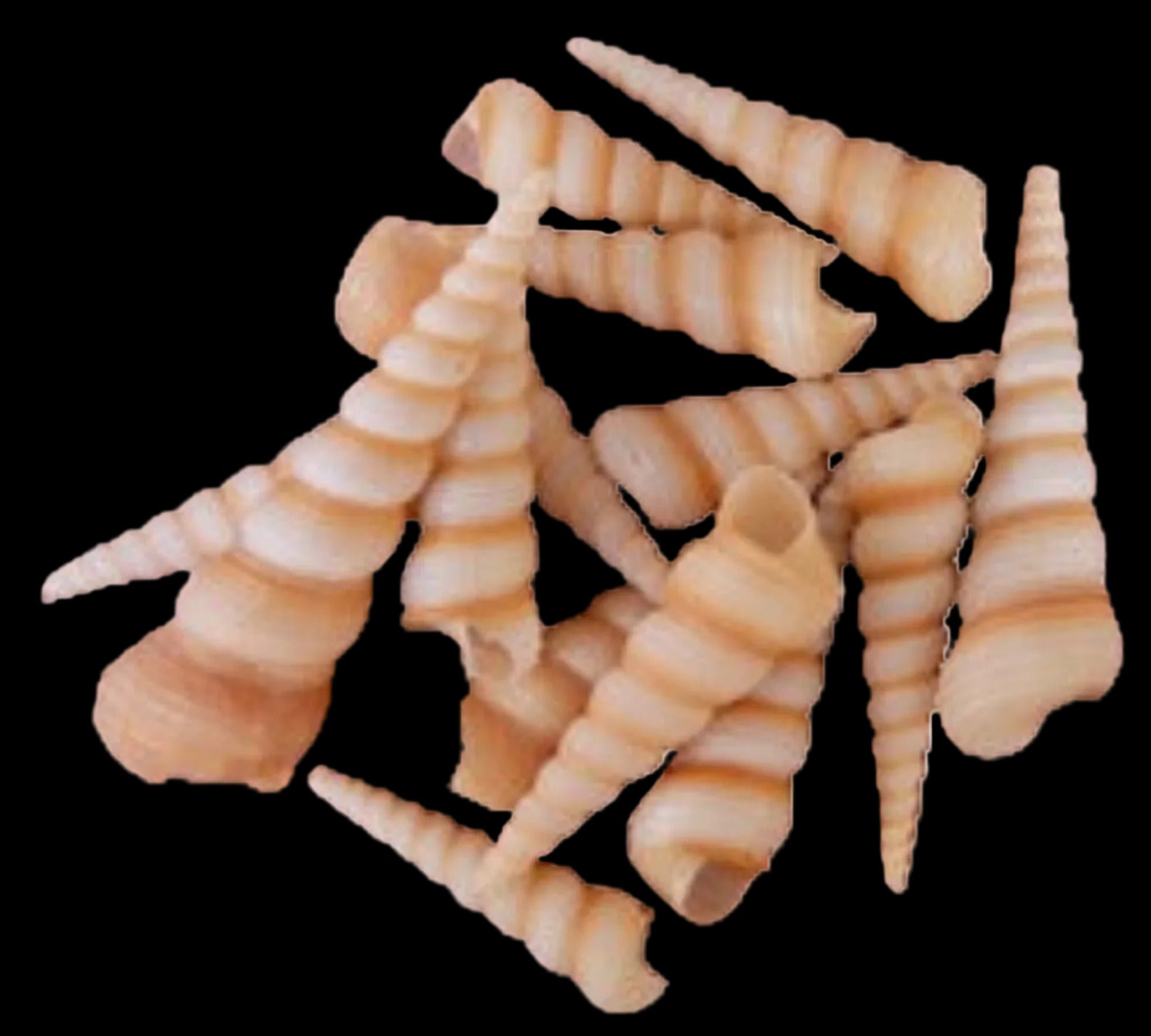 Turritella (Tan) 2" Shells Sold By The 1/4 LBS ####