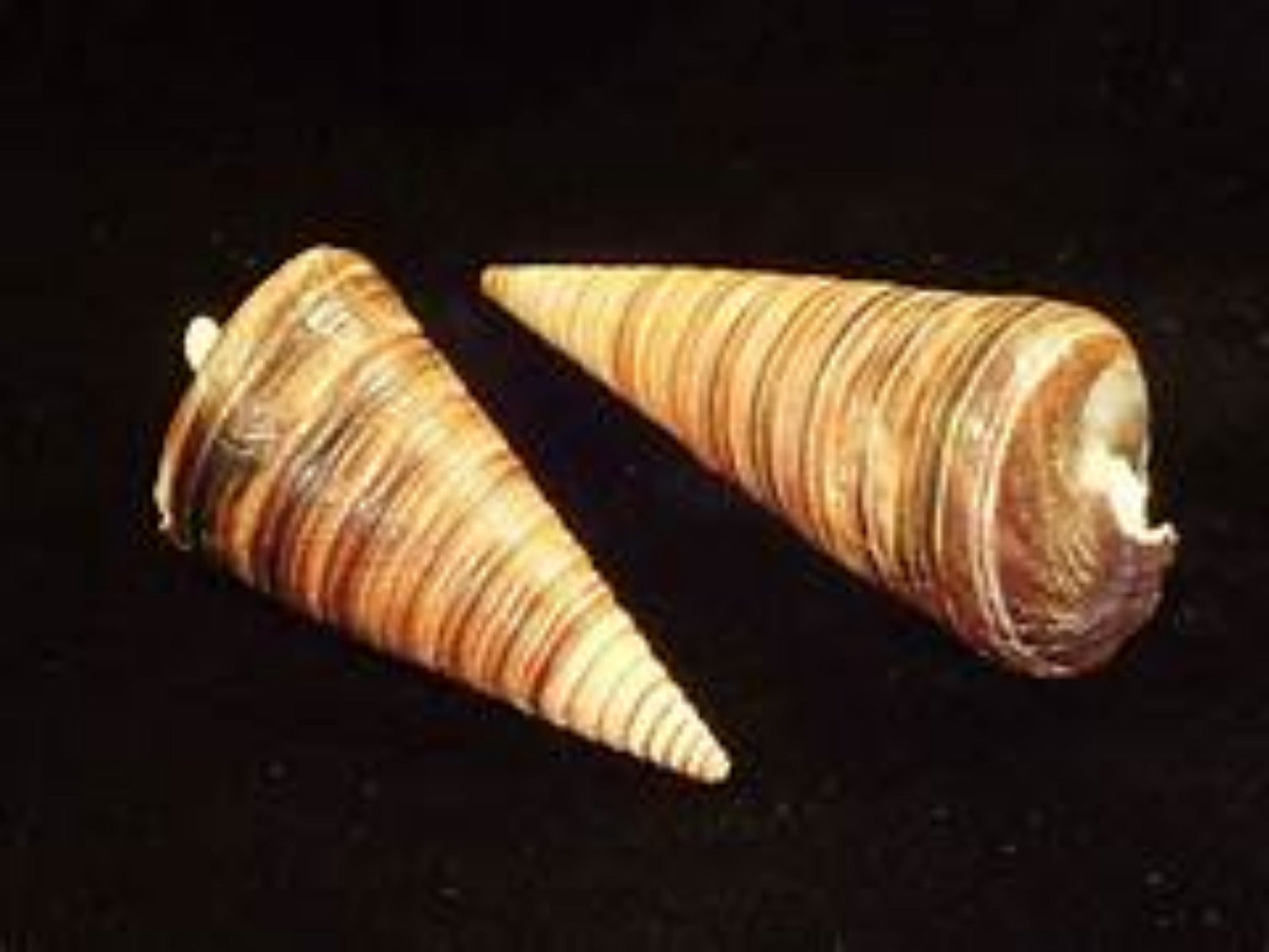 Telescope 1 3/4 to 2 1/2" Shells Sold By The 1/4 LBS  ####