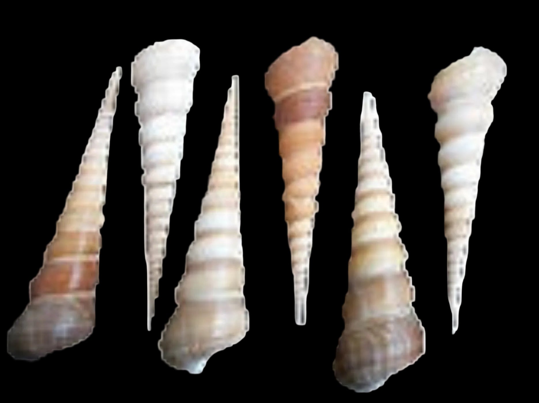 Terebra Turritella 4 to 5"  Shell Sold Each ####