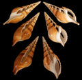 Diamond Cut Tibia Shells measuring 4 to 4 1/2"    31926