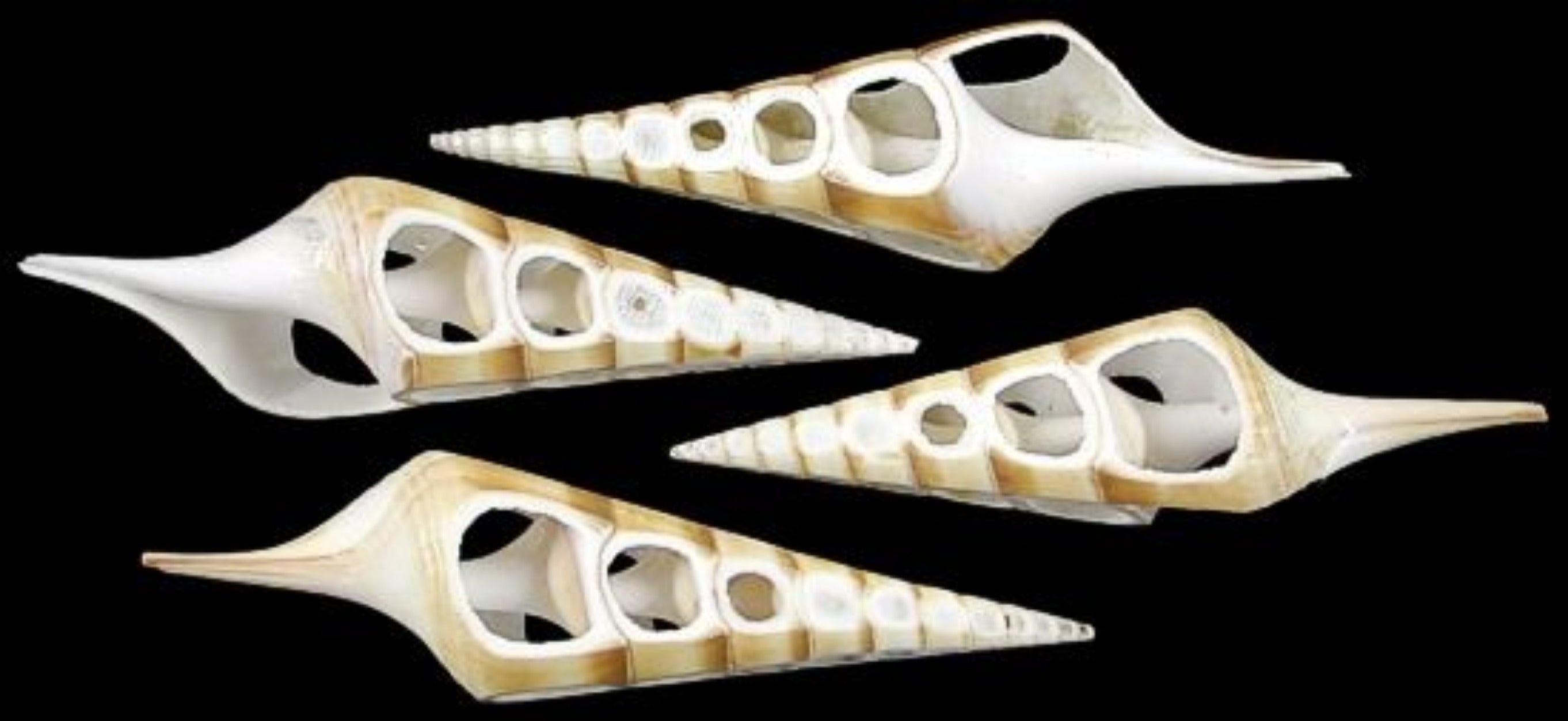 Four Sided Tibia Shell Cuts measuring 3 to 4 1/2" Sold Each   31926