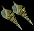 Spiral Cut Tibia Shells measuring 3 1/2 to 4 1/2" Sold Each   32826