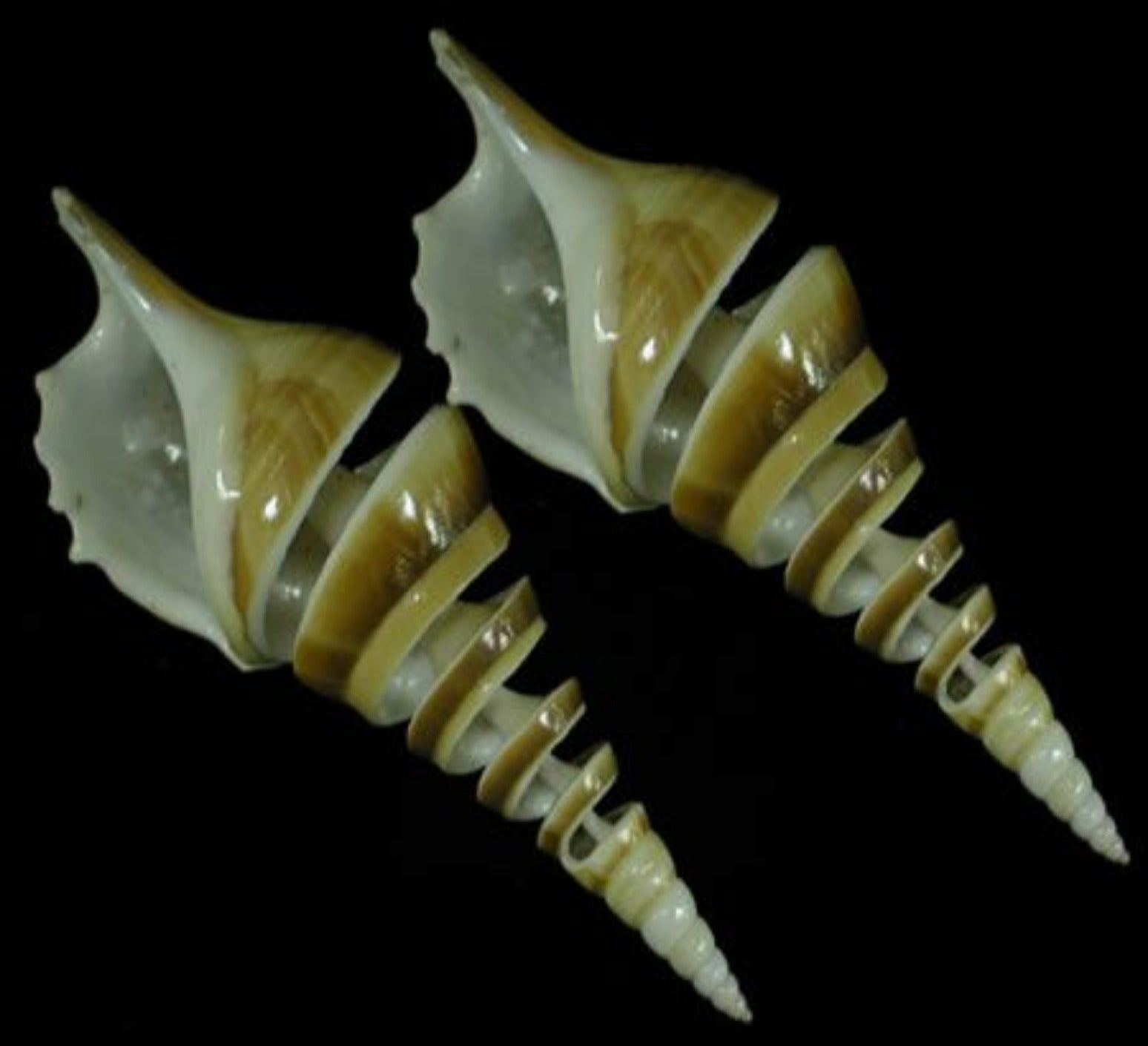 Spiral Cut Tibia Shells measuring 3 1/2 to 4 1/2" Sold Each   32826