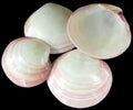 Clam (Tiger) Polished 3 to 4" Shell Singles Sold Each  ####