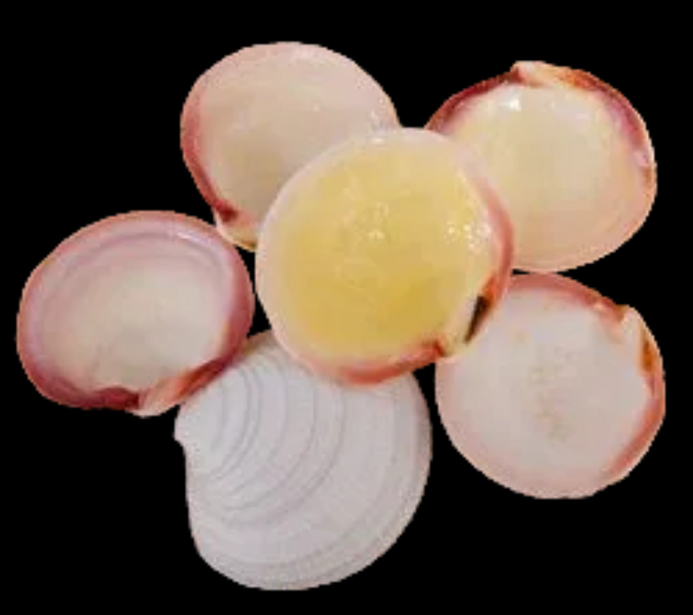 Clam (Tiger)  3 1/2" to 4"Shell  Singles Sold By The 1/4 LBS #####