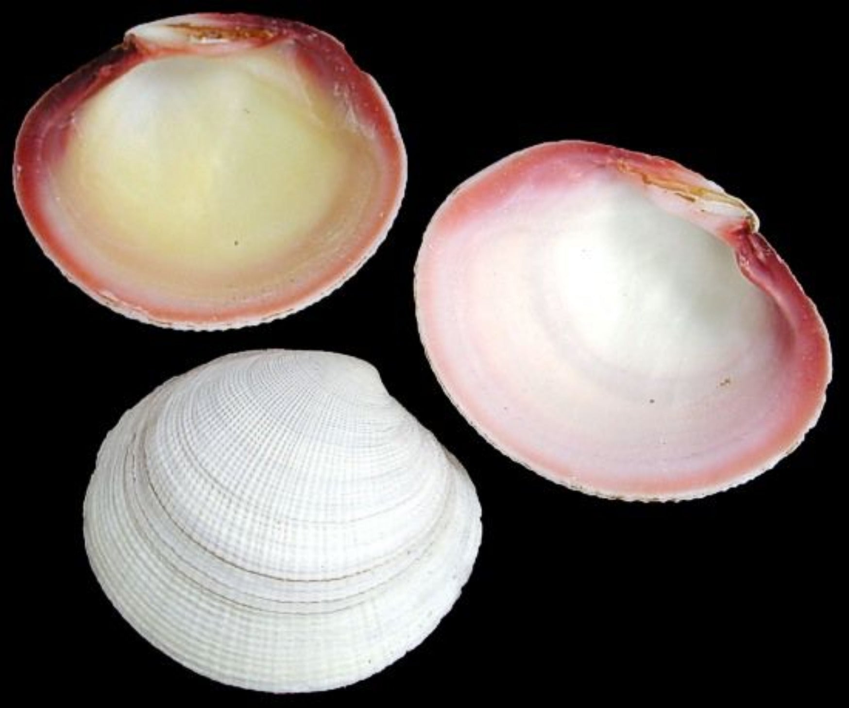 Clam (Tiger) Shell 3 to 4" Singles Sold By The 1/4 LBS  ####