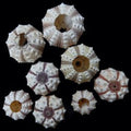 Tiger Sea Urchins 1 1/2 to 2" SOLD OUT    61126