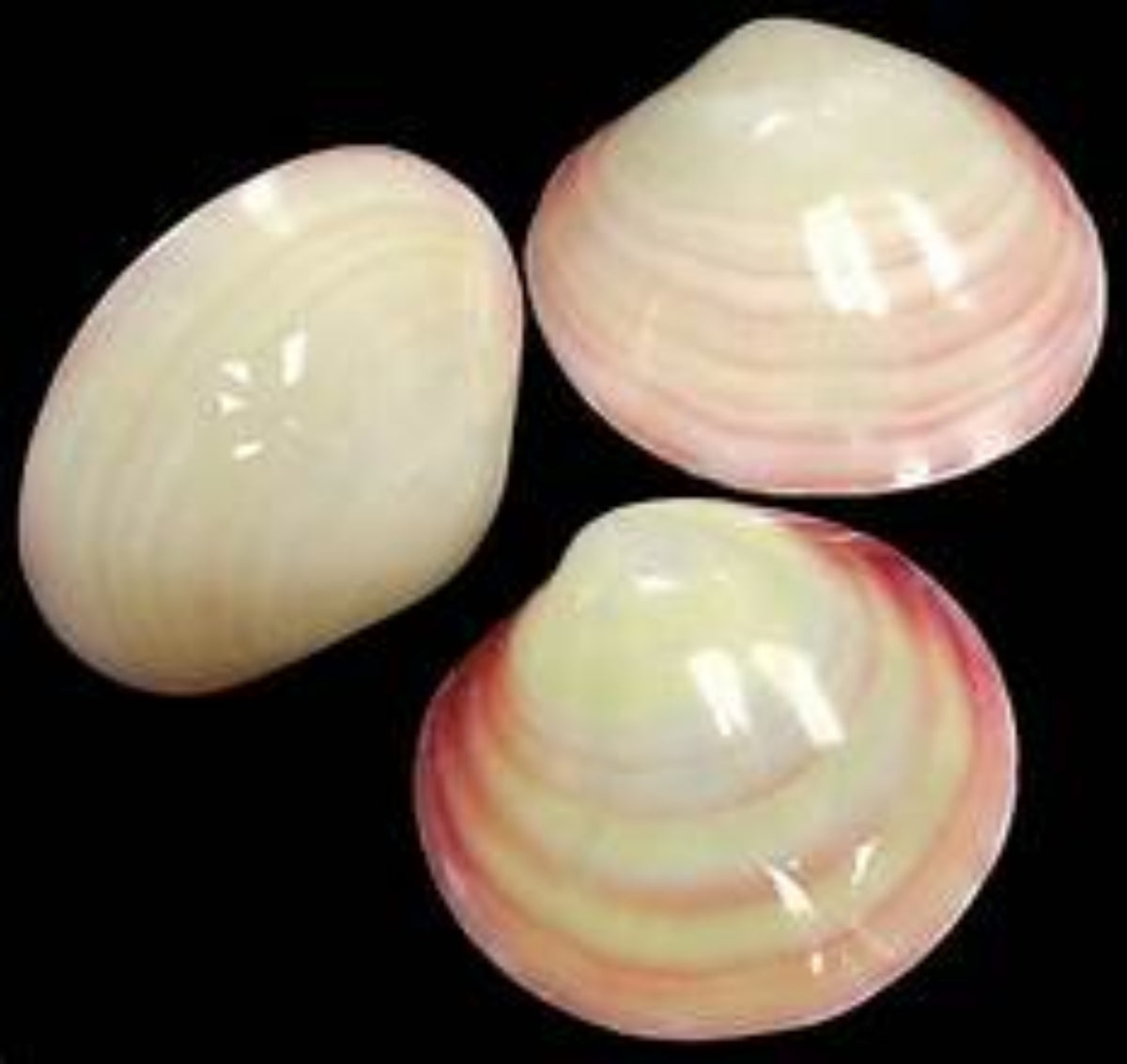 One PolishedTiger Clam Pair Shell - 3 to 4"       101526