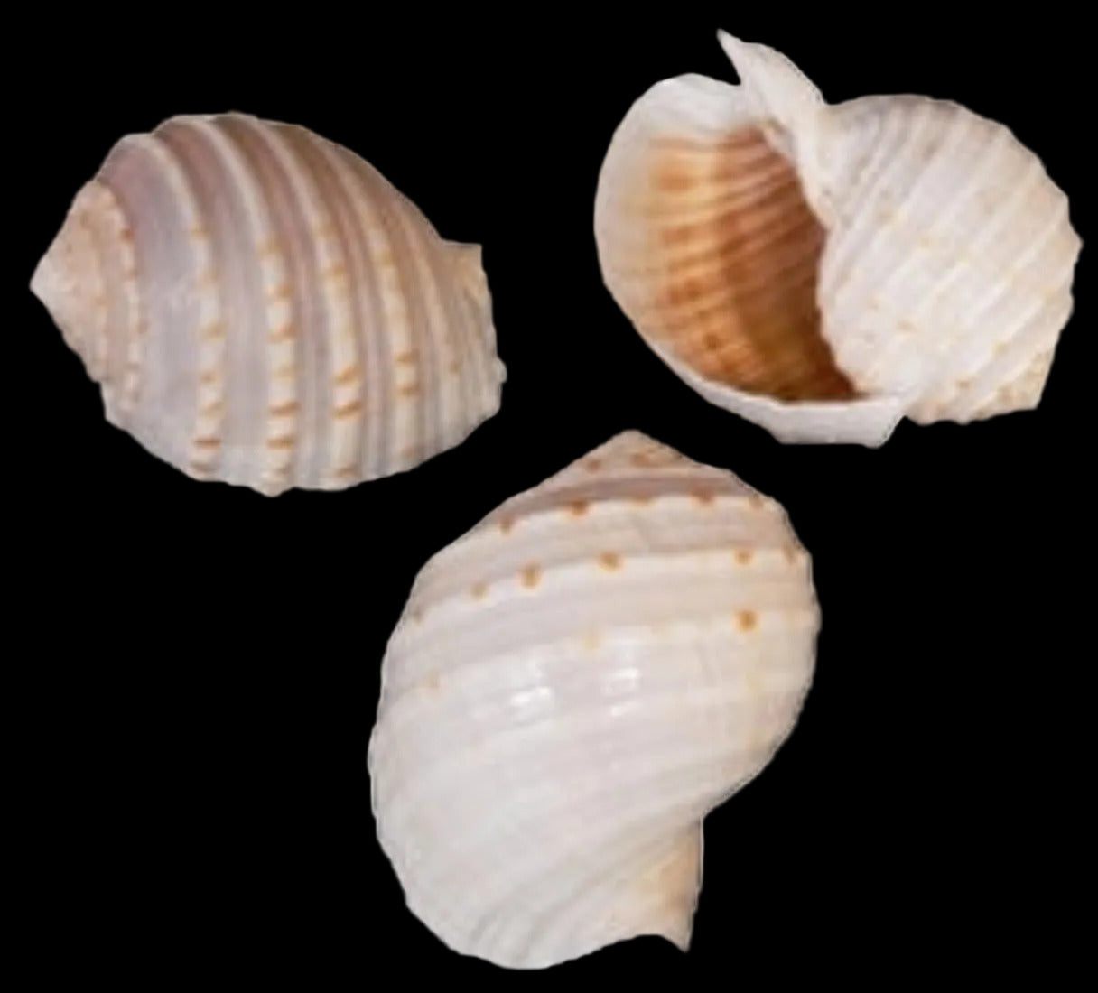 Tonna Tessalata 5" Shell Sold Each  ####
