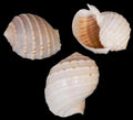 Tonna Tessalata 4 to 5"  Shell  Sold Each ####