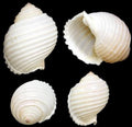 Tonna Allium Shells measuring 3 to 4"  Sold Each     91526