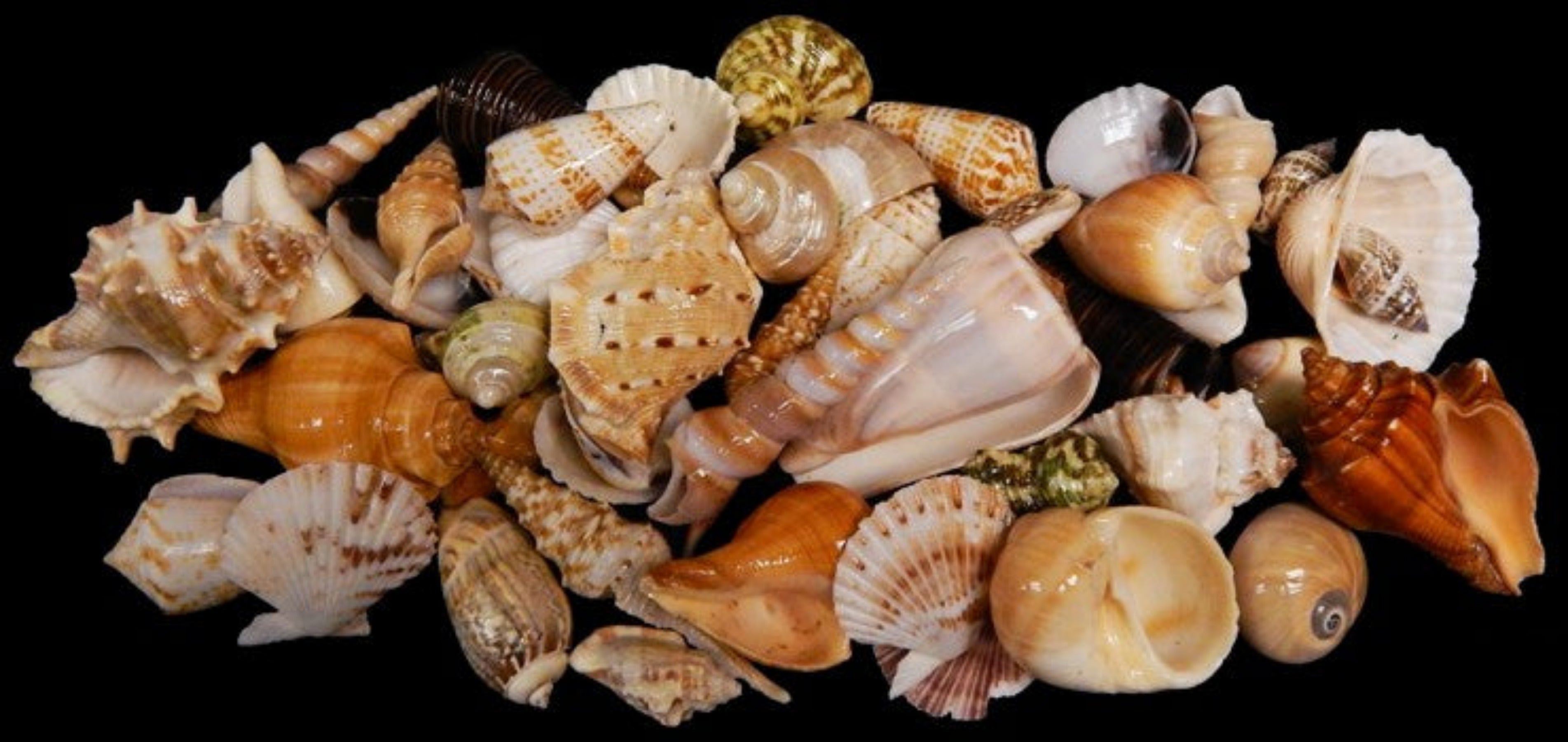 Shell Mix Tropical 1/2 to 3.5" Sold By The 1/4 LBS   ####