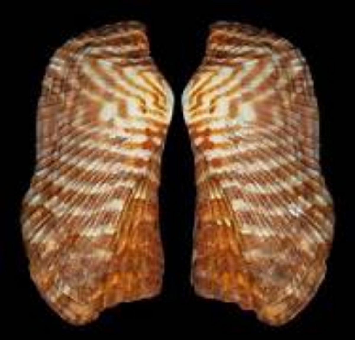 Ark Shell Product ARK SHELLS – shells-from-the-dawn-of-aquarius
