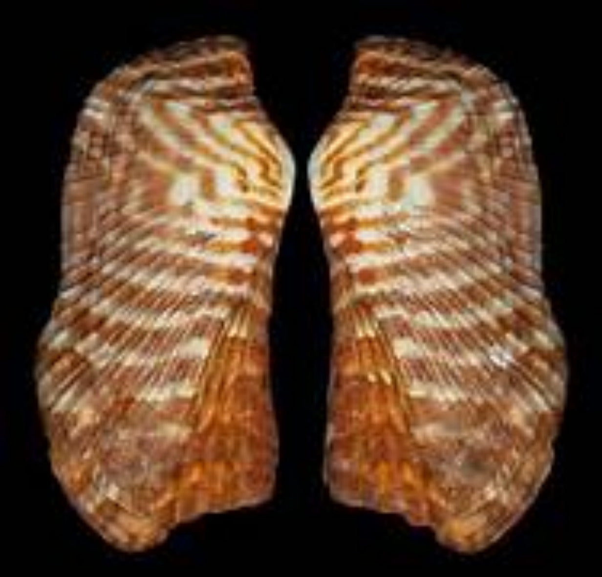 Turkey Wings 1 to 2 1/2" Shell Singles Sold Each   22426