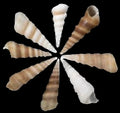TURRITELLA SHELLS KNOWLEDGE BASE ####