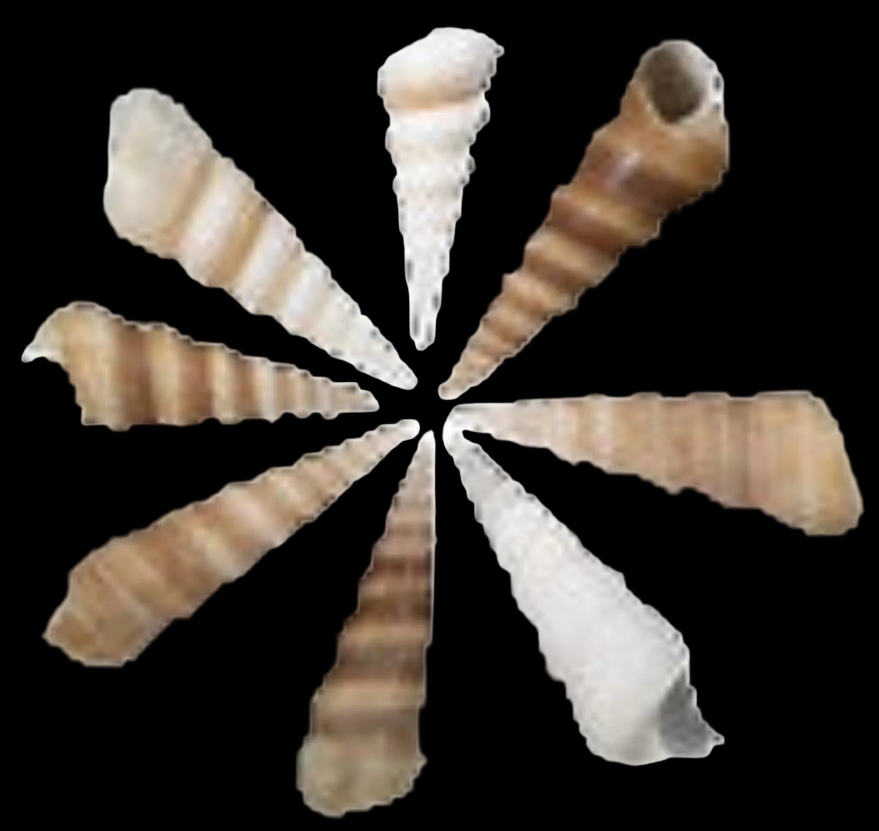 TURRITELLA SHELLS KNOWLEDGE BASE ####