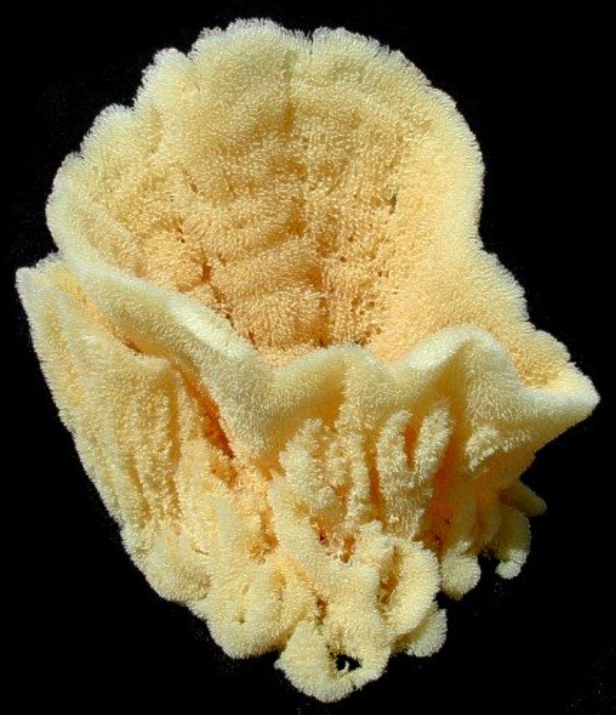 SPONGE KNOWLEDGE BASE    61426