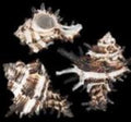 Vasum Murex Shells measuring 1 1/2 to 2" Sold by the 1/4 LBS   41926