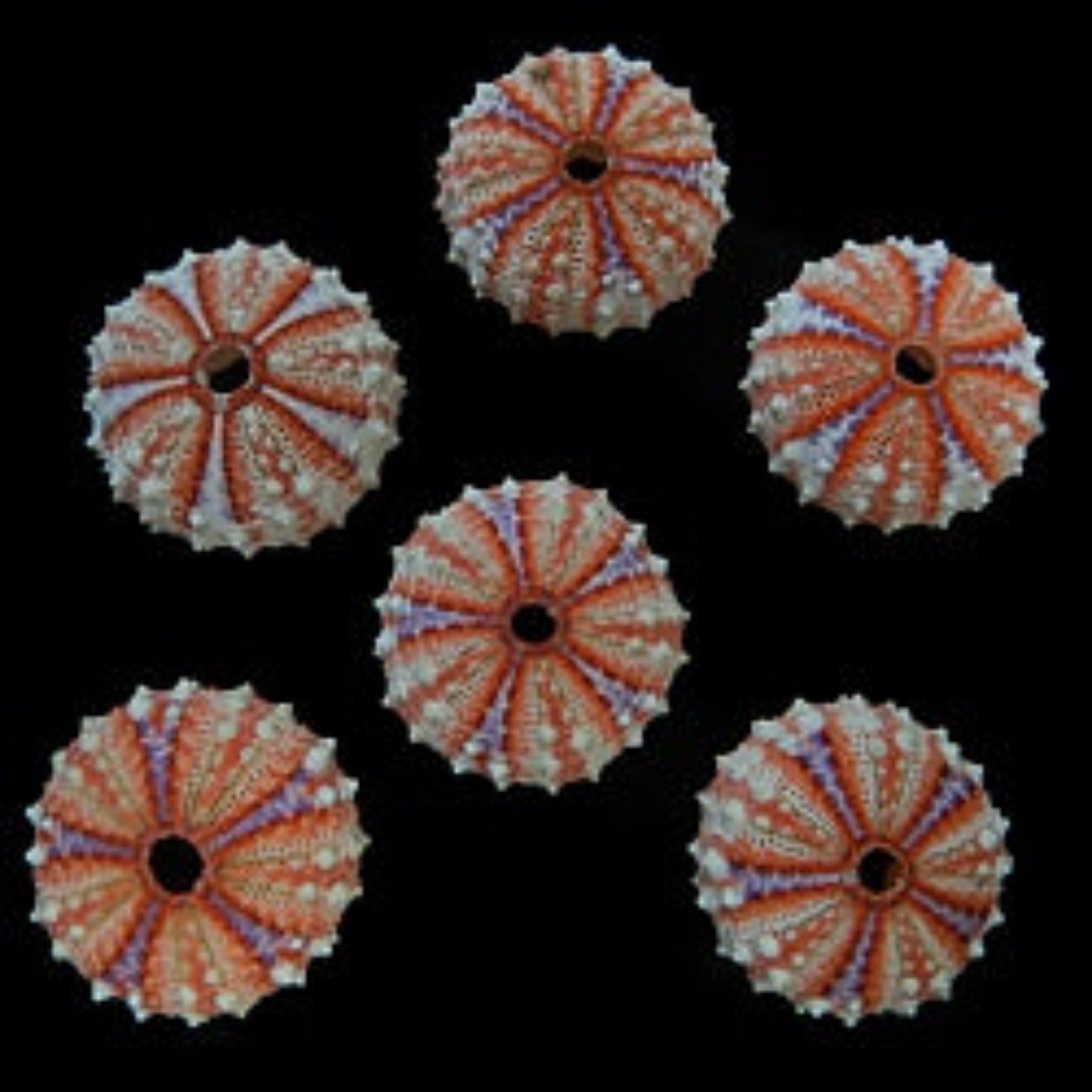 Velarde Sea Urchins measuring approximately 1" SOLD OUT 61126
