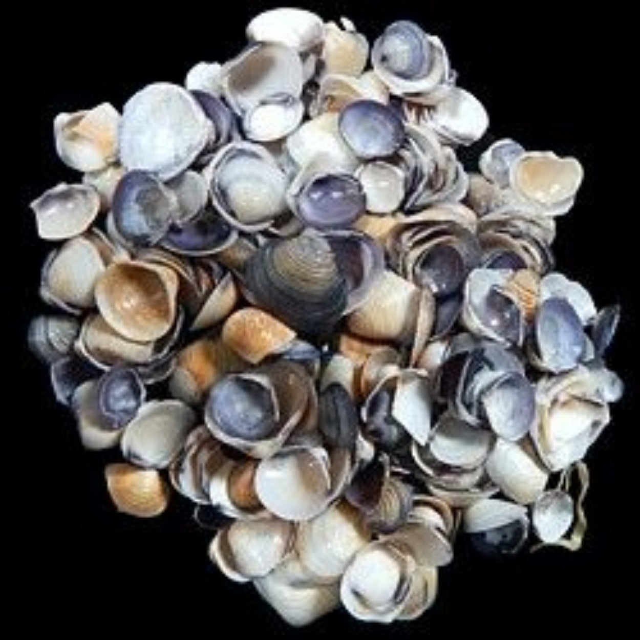 Clam (Violet) 1/2" or Less Shells Sold Asst By The 1/4 LBS