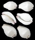 Cowrie (Wart) 3/4 to 1 1/4" Shell  Sold Each  ####