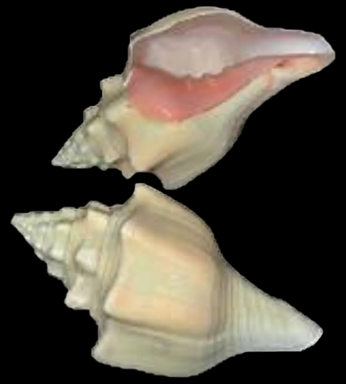 Chank West Indian 5 to 6" Shell Sold Each  ####