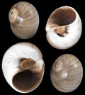 Whales Eye Shell 1 to 2", Sold Each   ####