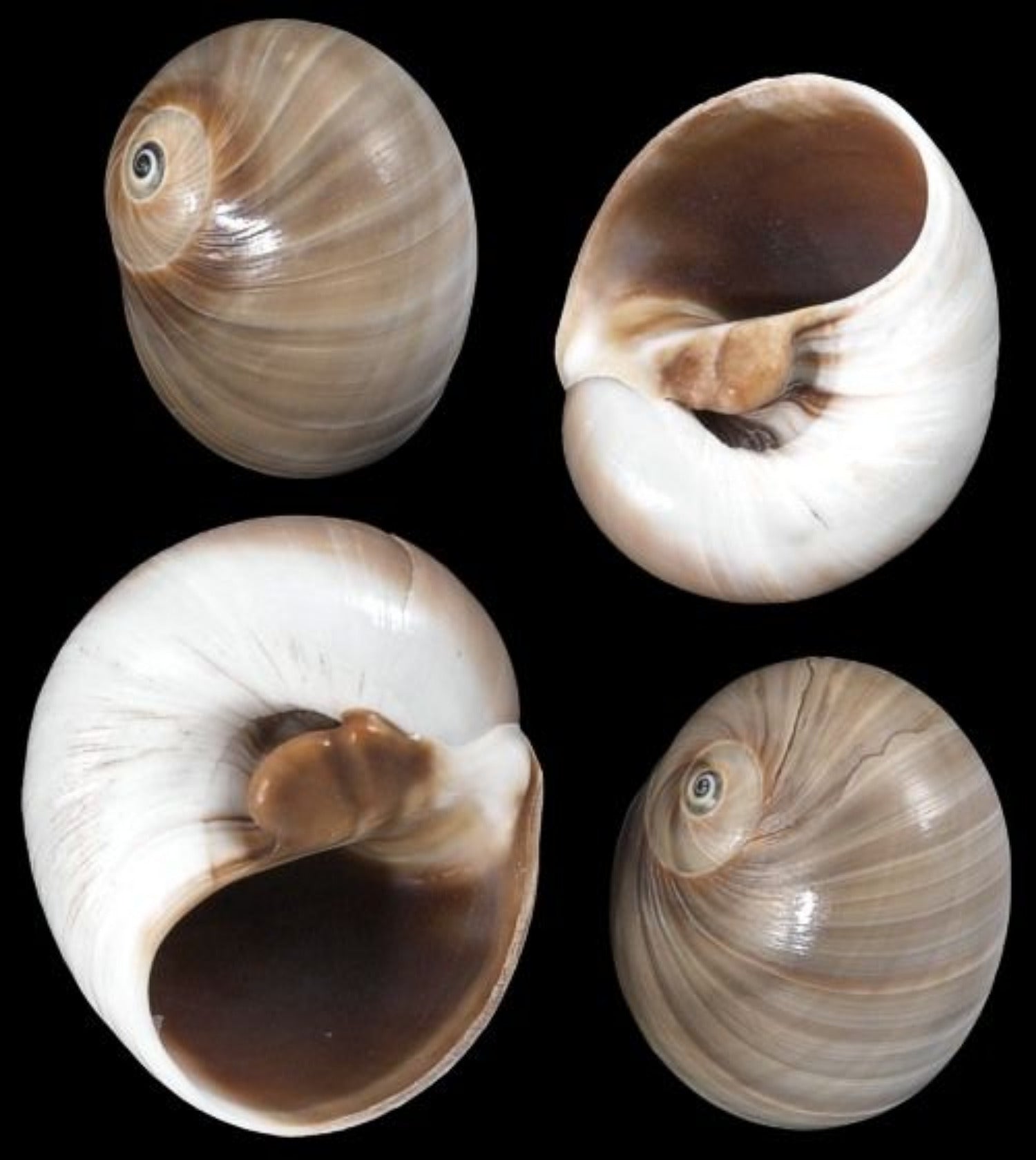 Whales Eye Shell 1 to 2", Sold Each   ####