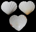 White Heart-Shaped Scallop Half Shells measuring 4 to 4 1/2" Sold Each   61026