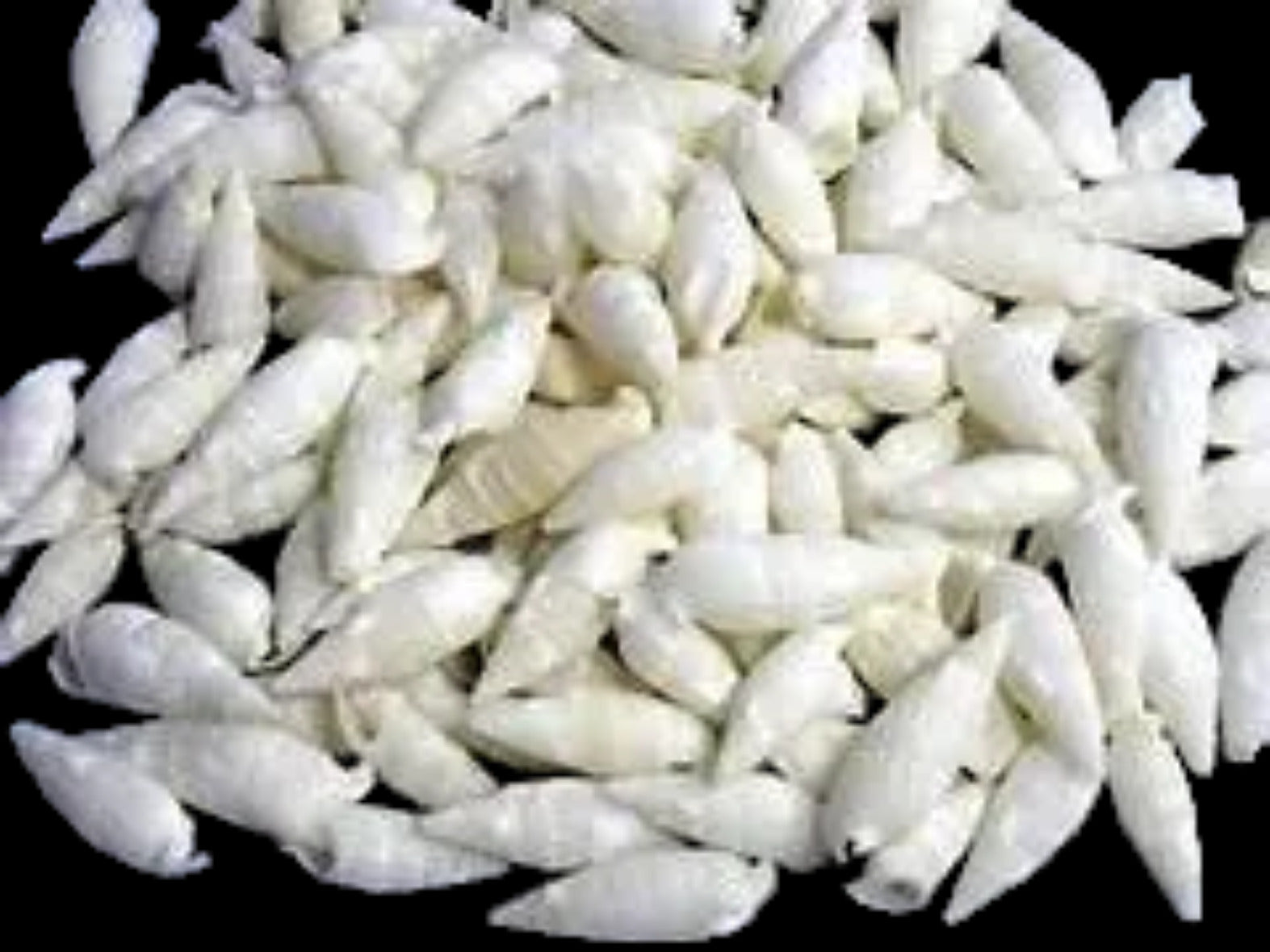 Cerithium  1 1/2  to 2" White Shells Sold By The 1/4 LBS ####