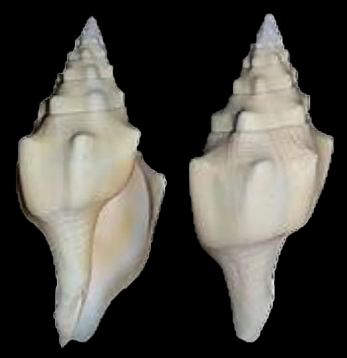 Chank Shell CHANK SHELLS – shells-from-the-dawn-of-aquarius