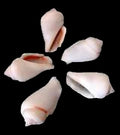 Chullas White 1 3/4 to 2 1/4" Shells Sold By the 1/4 LBS ####