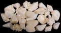 White Shell Mix measuring 1/2 to 3" Sold by the 1/4 pound   61226