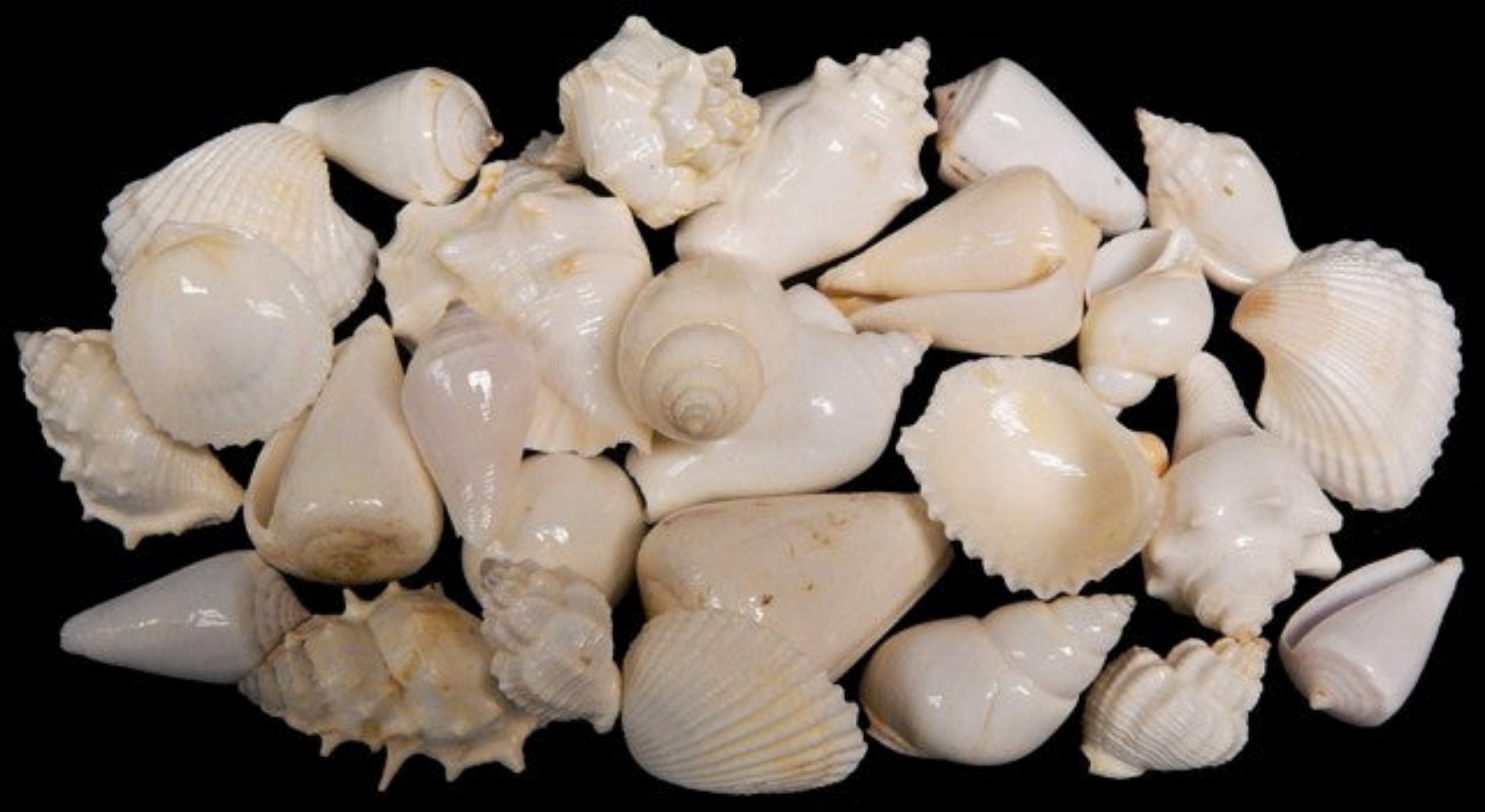 Shell Mix White 1/2 to 3" Sold By The 1/4 LBS   ####