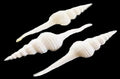 White Spindle Shells measuring 3 to 4" Sold Each  61426