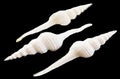White Spindle Shells measuring 5 to 6" Sold Each  61426