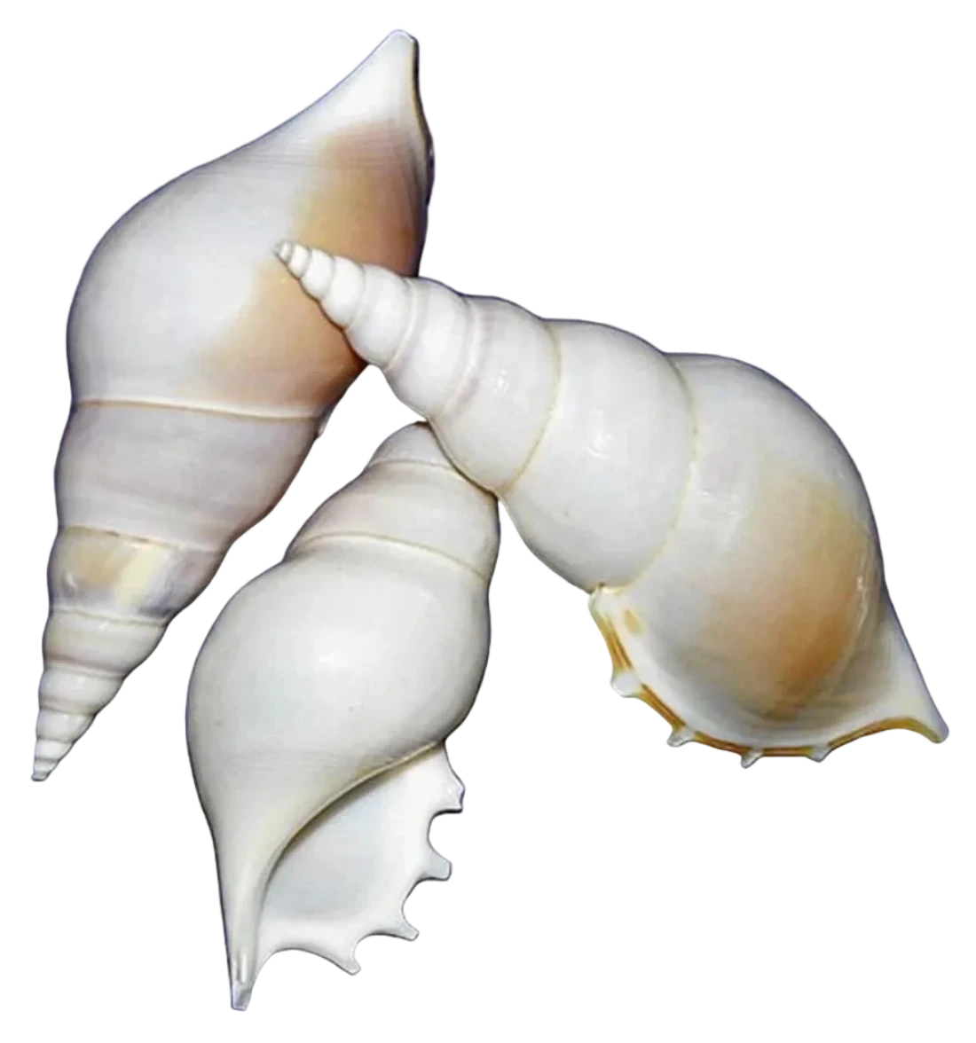 Tibia White 3 to 4" Shell Sold Each ####