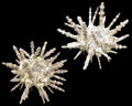 Whole Sputnik Sea Urchins measuring  2 to 3" Sold Each    61126