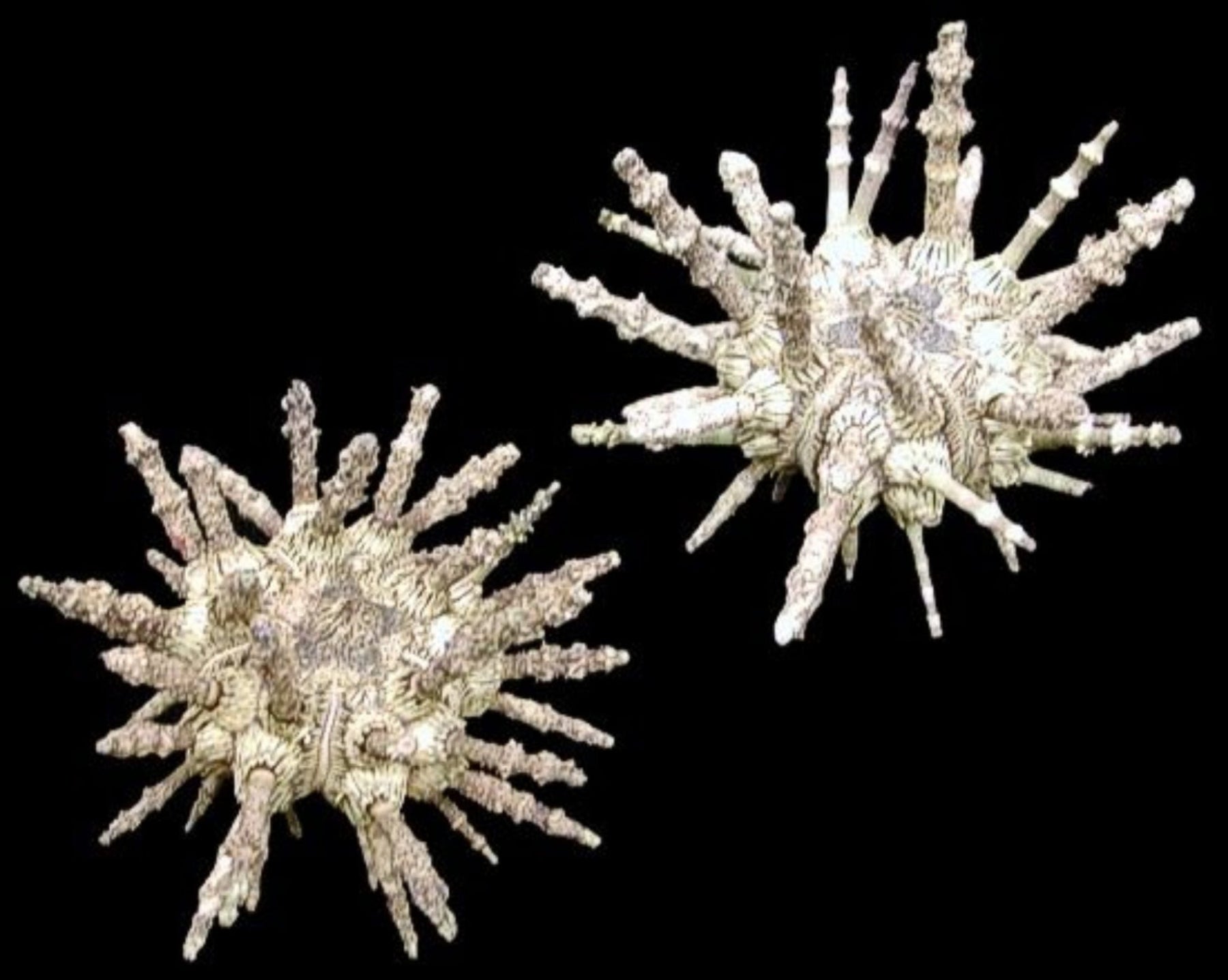Whole Sputnik Sea Urchins measuring  2 to 3" Sold Each    61126