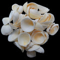 Cockles (Butter Cream)  1 1/2 to 2.5" Shell Singles Sold By The 1/4 LBS ####