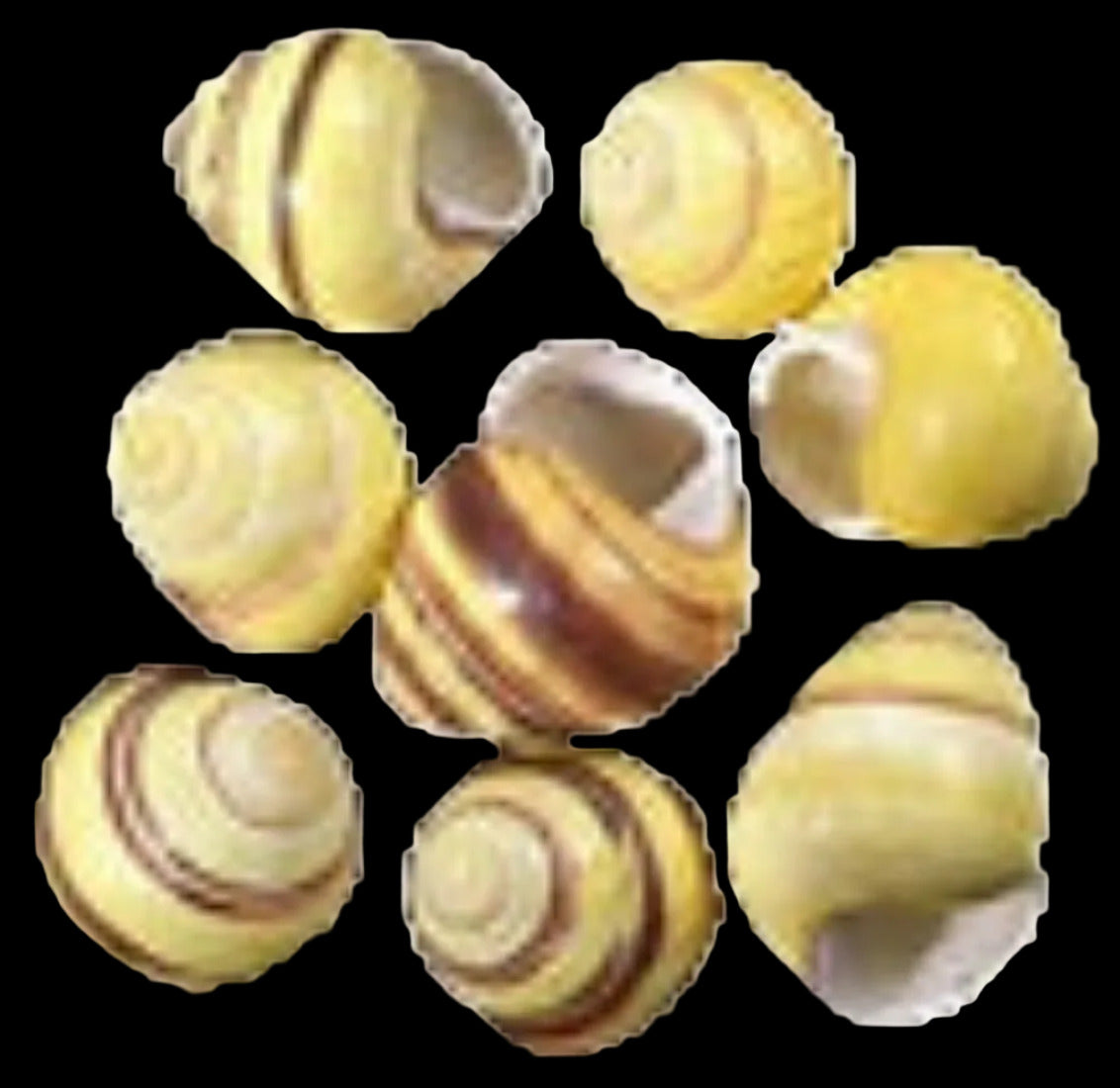 Snail (Yellow Land) 1" Shell  Sold Each  ####