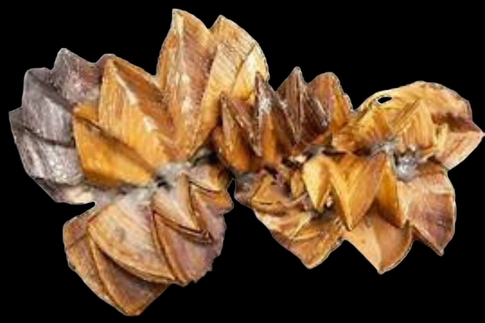 Oyster Zigzag 5"  OUT OF STOCK  ####